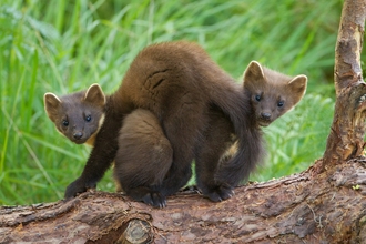 Paine marten