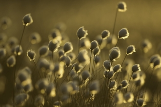 Cotton grass