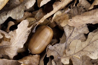 English oak acorn and fallen leaves