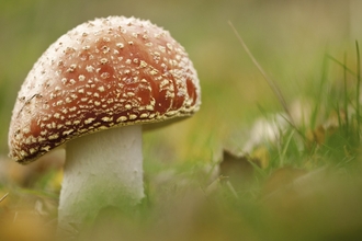 Fly agaric fungi