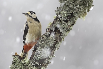 Great spotted woodpecker