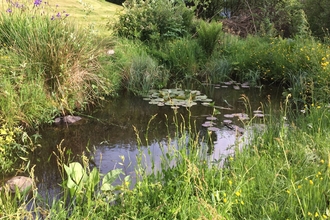 Garden pond