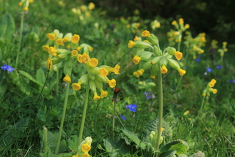 Cowslips