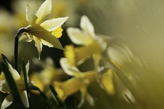 Wild daffodil