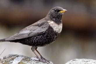 Ring ouzel