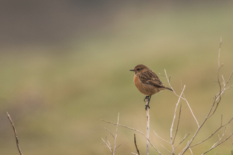 Stonechat (C) Janet Packham