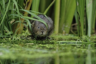 Water vole