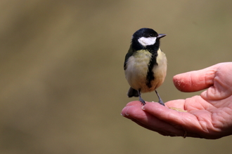 Great tit