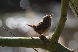 Wren