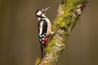 Woodpecker