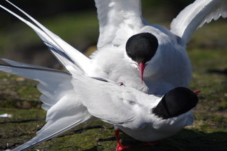 Terns