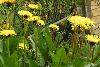 Dandelion