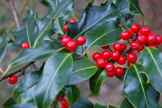 Holly