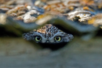 Little owl