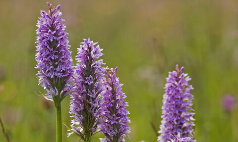 Common Spotted-orchid