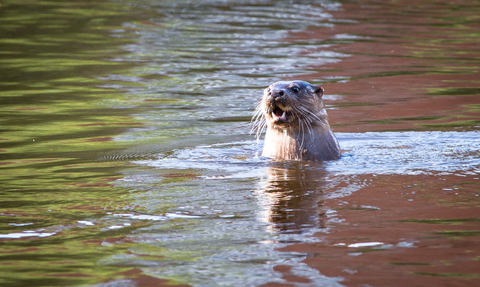 Severn otter