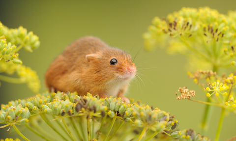 Harvest Mouse