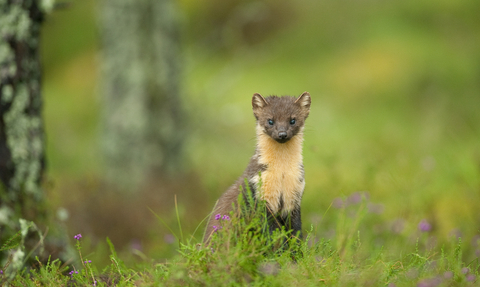 Pine Marten