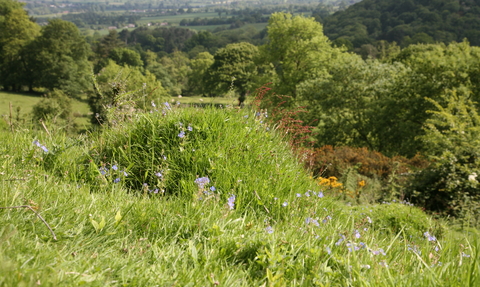 Ant Hill at Earls Hill