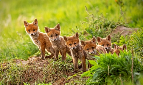 Fox cubs