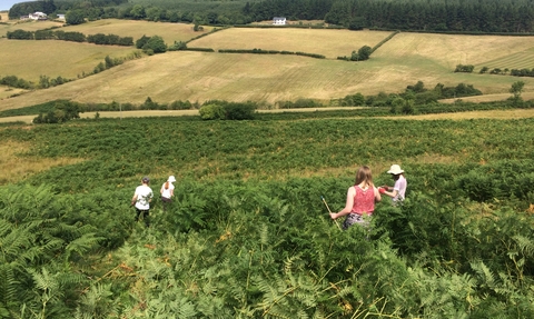 Volunteers in bracken