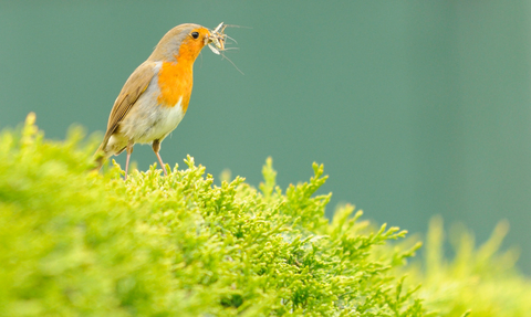 What to do if you find an injured bird | Shropshire Wildlife Trust