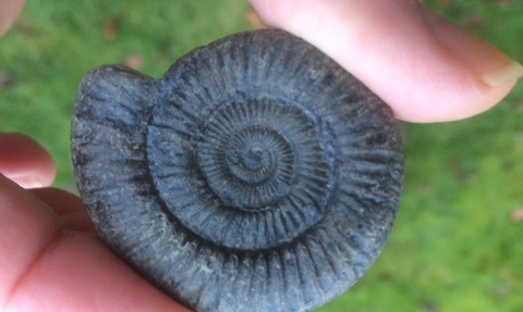 Fossil