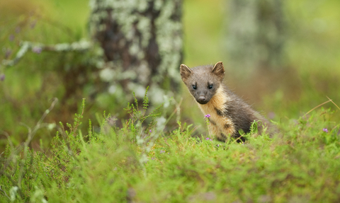 Pine marten bib