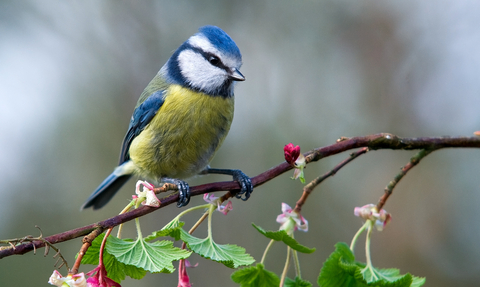 Blue tit