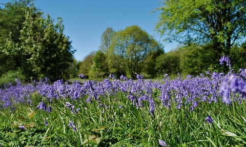 Llynclys Common bluebells