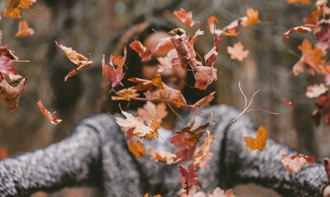 Autumn leaves