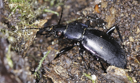 A violet ground beetle, identified by the purple sheen to its smoothly dimpled elytra