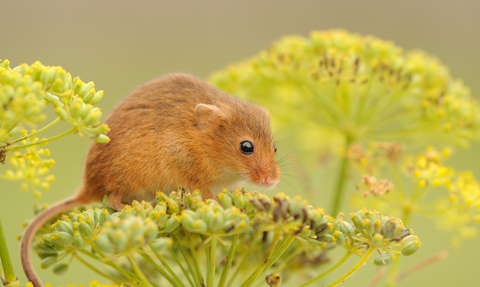 Harvest mouse