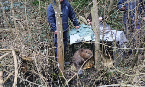 beaver infront of crate near water