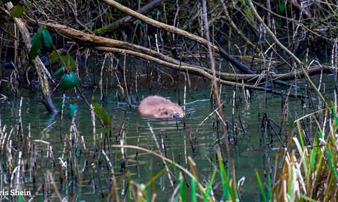 Photo of beaver