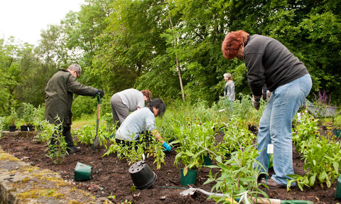 Planting wildlife-friendly plants at the Langriggs; Cumbernauld; overcast wth occassional drizzle; afternoon; 26.06.2011