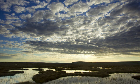 Peatlands