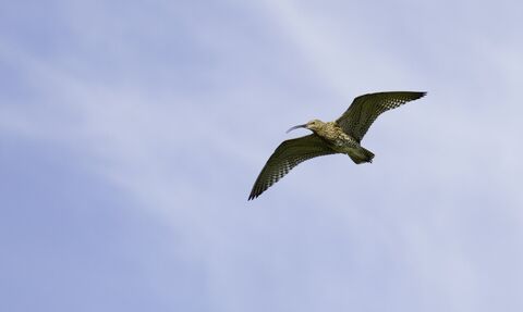 Curlew, Numenius arquata, in flight. Credit: Ben Hall/2020VISION