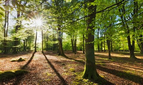 Woodland
