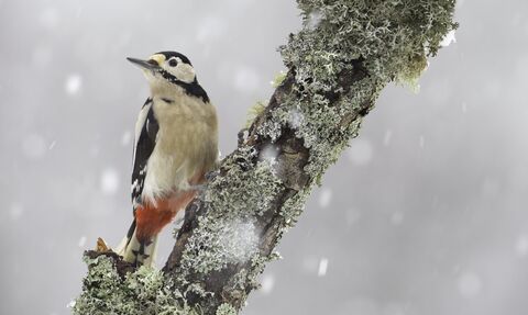 Great spotted woodpecker