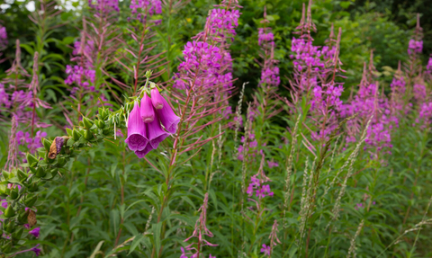 Hedgrows foxglove