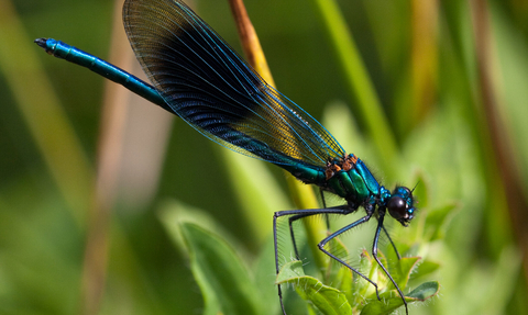 Banded demoiselle