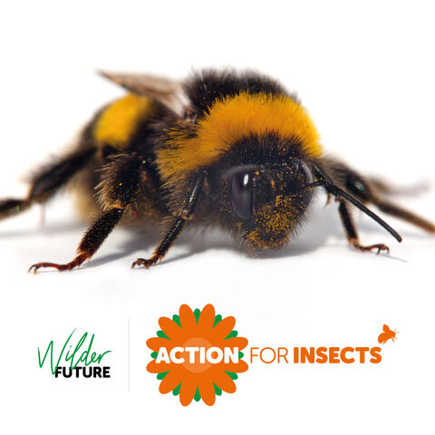 Action for Insects | Shropshire Wildlife Trust