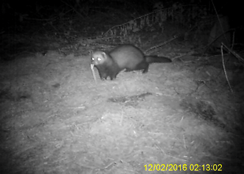 Mammals in your garden | Shropshire Wildlife Trust Mammals in your garden | Shropshire Wildlife Trust
