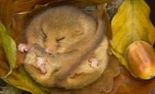 Hibernating Dormouse - Danny Green