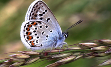 Silver studded blue
