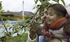 Apple tree branch in blossom. A small girl is being held up by a man to look at the blossom.