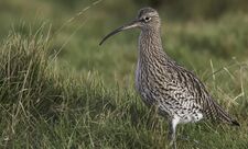 Curlew