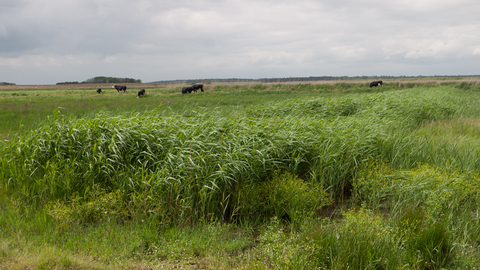 Coastal and floodplain grazing marsh