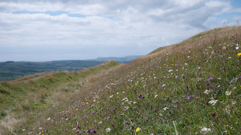 Lowland limestone grassland